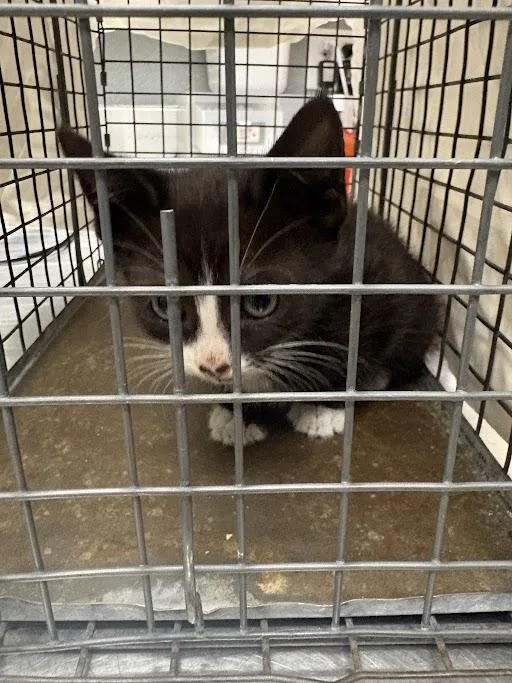 A baby small-sized female Domestic Short Hair cat named Timantha for adoption in Las Vegas, NV