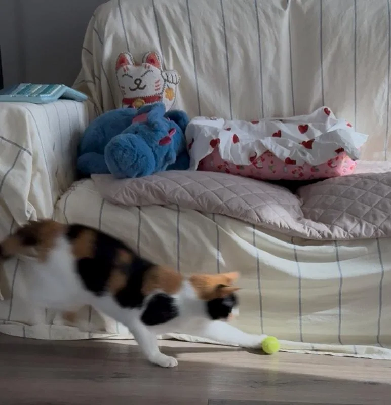 An adult medium-sized female Calico Domestic Short Hair cat named Kleo for adoption in Kalamazoo, MI