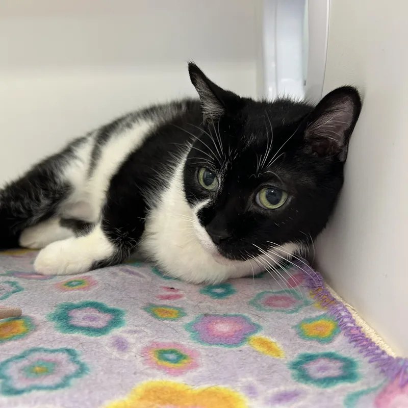 A senior medium-sized female Black & White / Tuxedo Tuxedo cat named Nellie for adoption in La Grange Park, IL