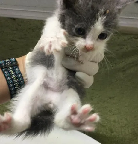 A baby small-sized male Domestic Short Hair cat named Nano for adoption in Riverside, CA