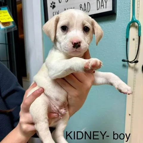 A baby medium-sized male White / Cream Mixed Breed dog named Kidney for adoption in Bend, OR