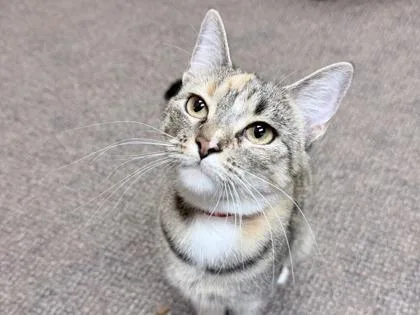 A young small-sized female Domestic Medium Hair cat named Hwari for adoption in Golden Valley, MN