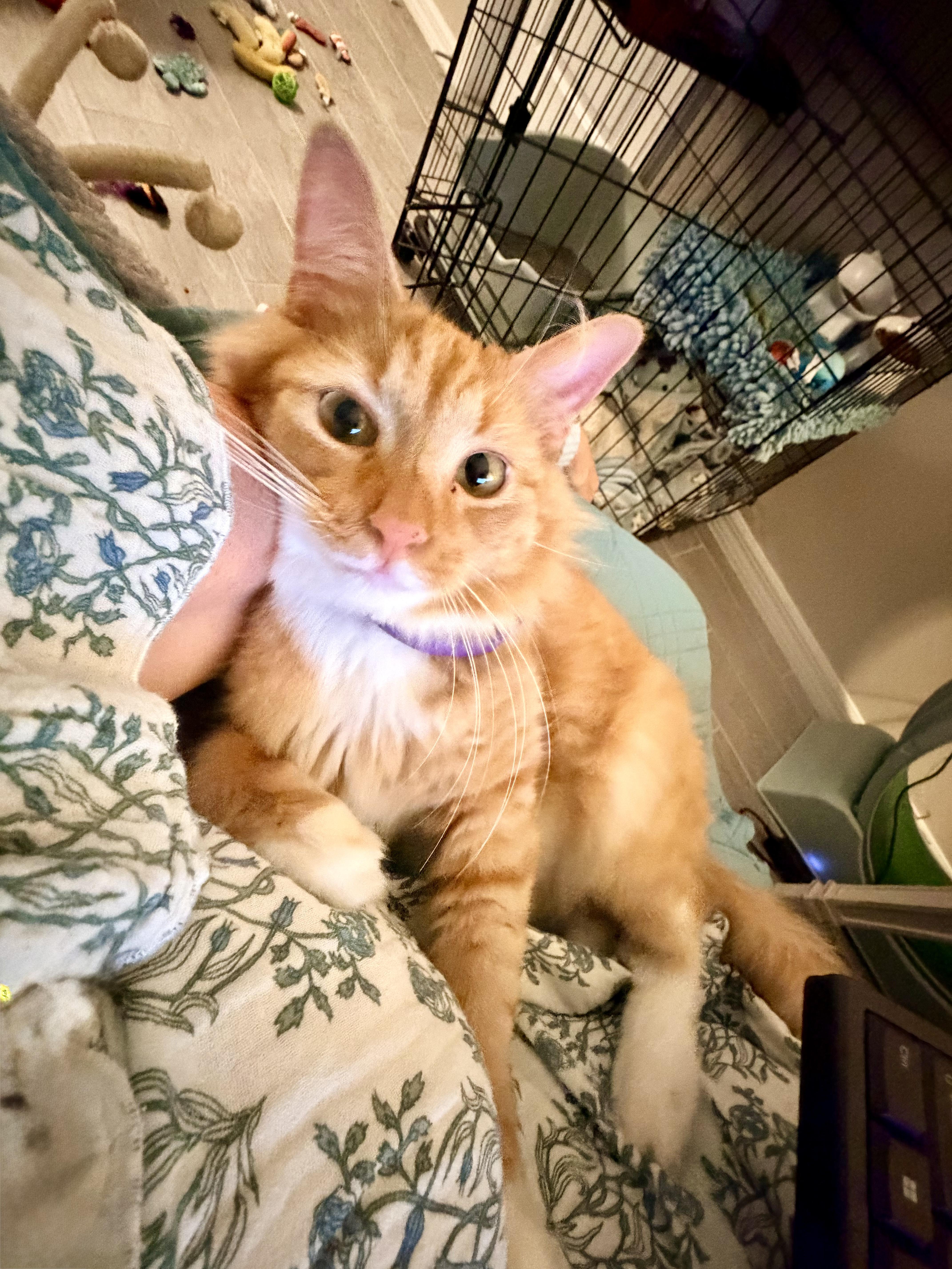 A young medium-sized female Orange & White Domestic Medium Hair cat named Layla for adoption in Saint Pete Beach, FL