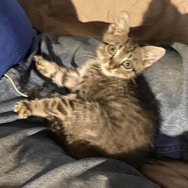 A baby small-sized male Brown / Chocolate Domestic Short Hair cat named Jellybean for adoption in Chattanooga, TN