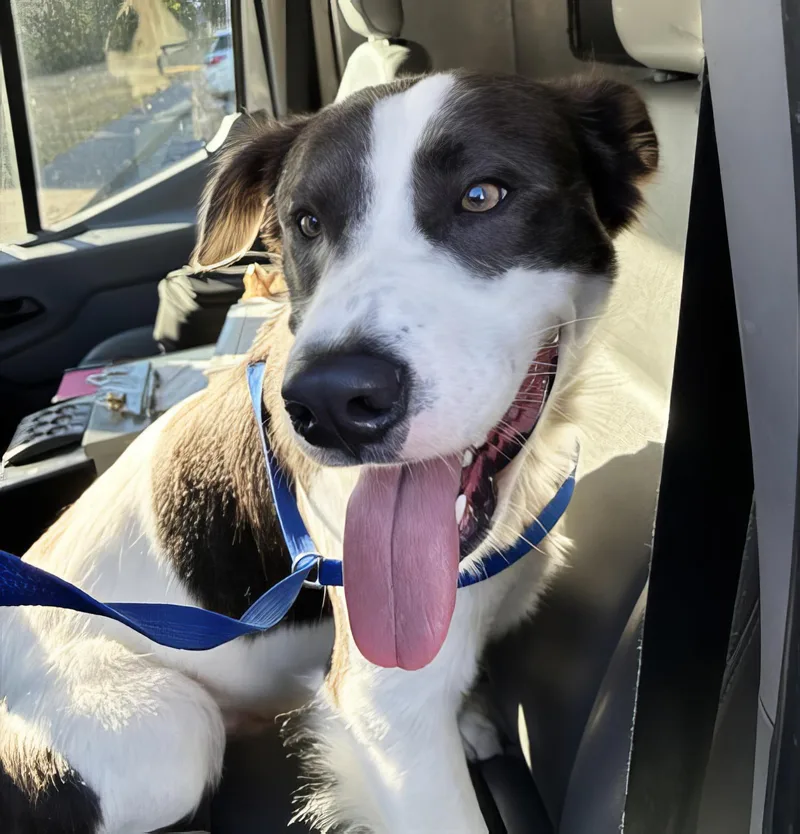 An adult medium-sized male Gray / Blue / Silver Mixed Breed dog named Frankfurter for adoption in Nashville, TN