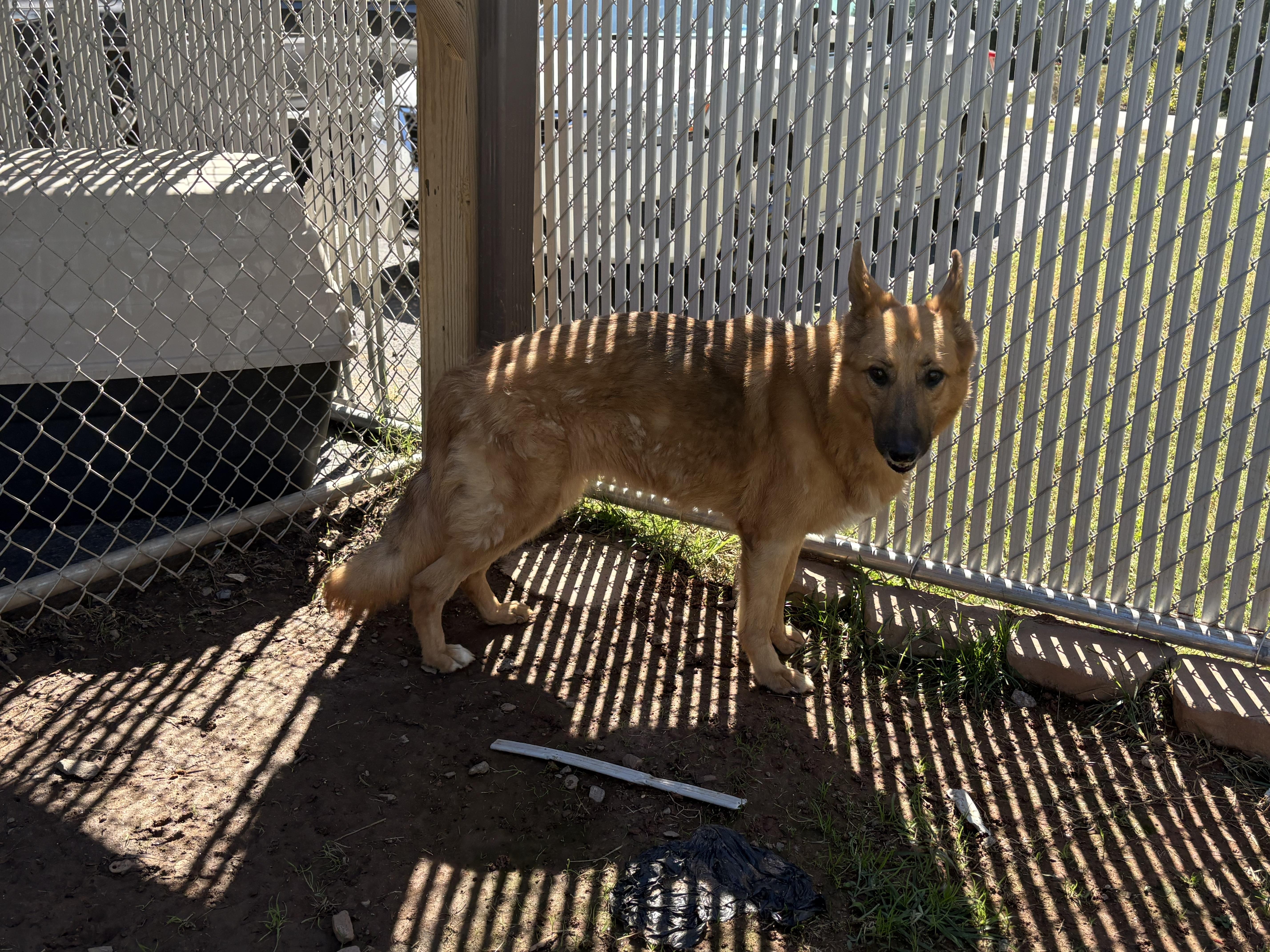 A senior large-sized female German Shepherd Dog dog named Nellie for adoption in Martinsville, VA