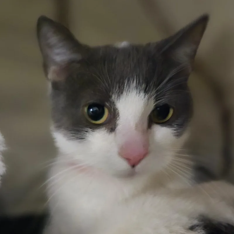 A young medium-sized female Gray / Blue / Silver Domestic Short Hair cat named Noodles for adoption in San Jacinto, CA