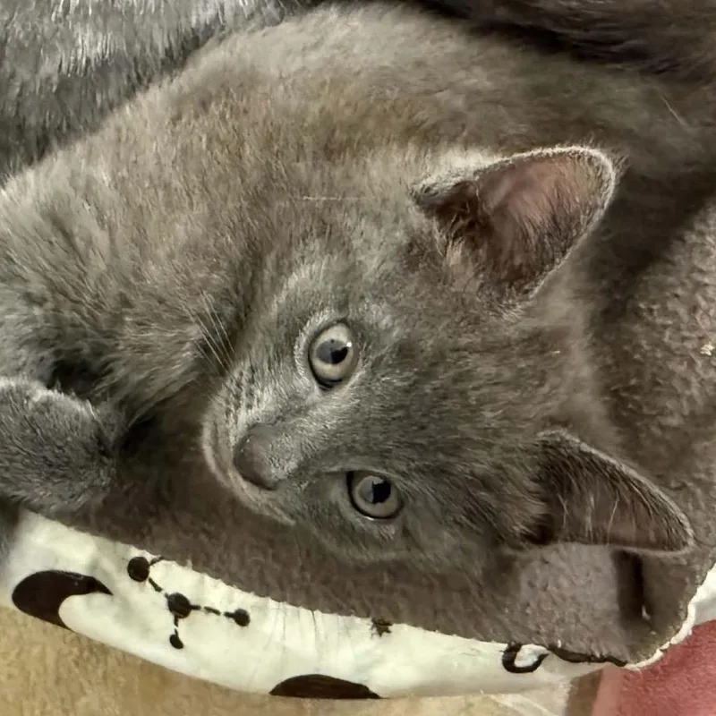 A baby small-sized male Gray / Blue / Silver Domestic Short Hair cat named Bbq for adoption in Parkersburg, WV