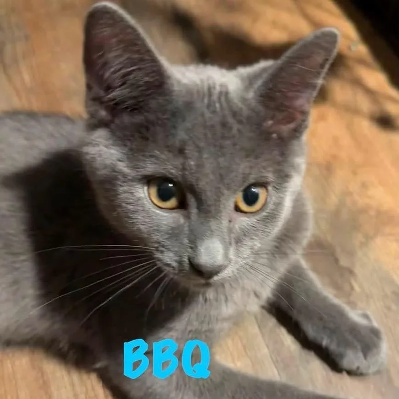Bbq thumbnail 2