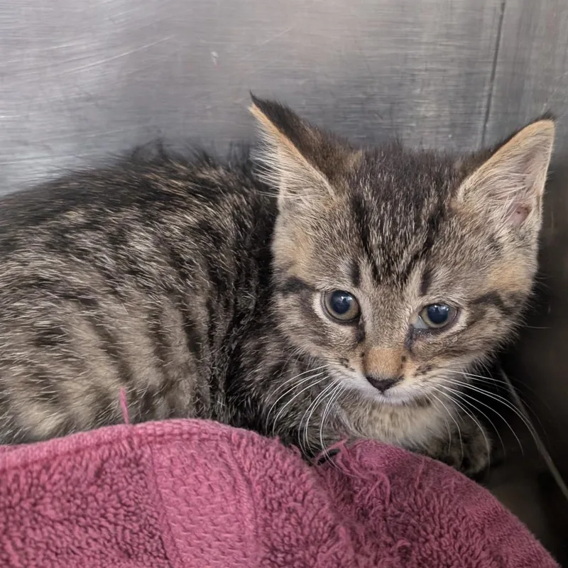 A baby small-sized female Brown / Chocolate Domestic Short Hair cat named Edda for adoption in West Olive, MI