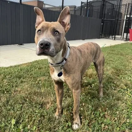 A young large-sized male Pit Bull Terrier dog named Chase for adoption in Wheaton, IL