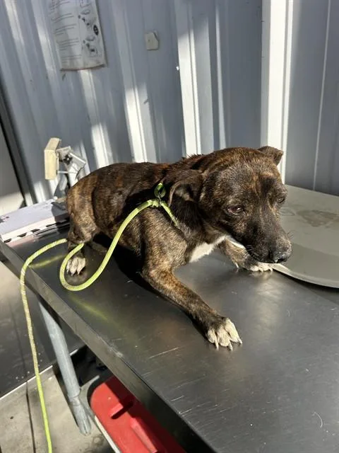 A baby small-sized male Brindle Chihuahua dog named Nautilus Urgent for adoption in Thousand Oaks, CA