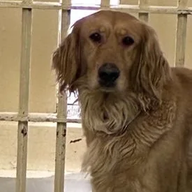 An adult medium-sized female Golden Retriever dog named Cheyenne for adoption in Phoenix, AZ