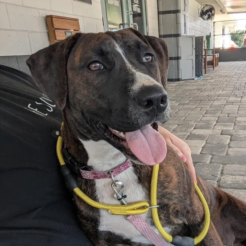 An adult medium-sized female Brindle Plott Hound dog named Delta for adoption in Ocala, FL