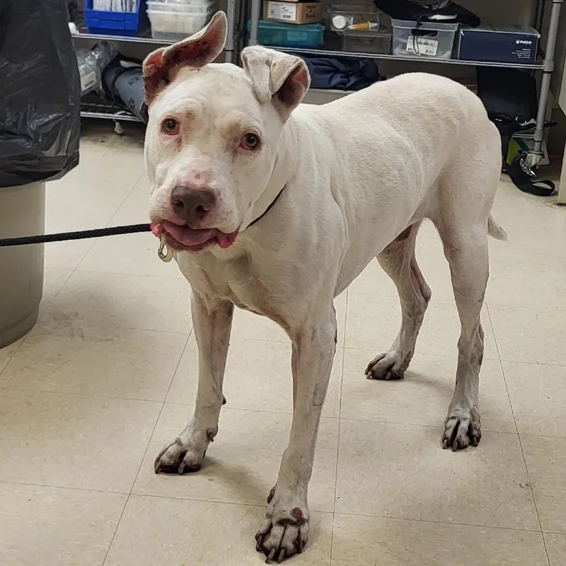 An adult large-sized male White / Cream Mixed Breed dog named Ram for adoption in Lake Panasoffkee, FL