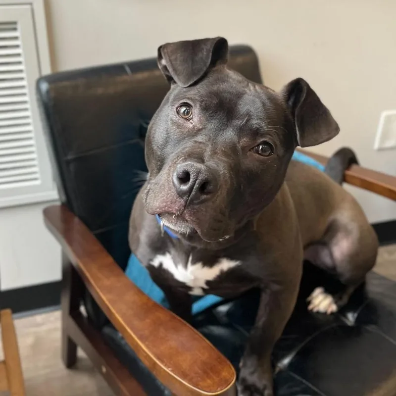 An adult medium-sized male Black Pit Bull Terrier dog named Tyson for adoption in Chicago, IL