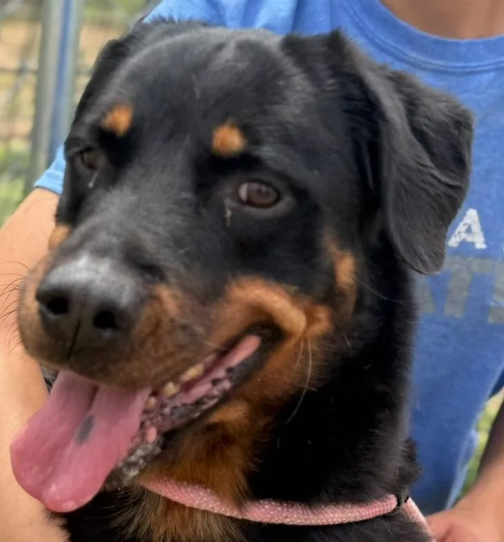 A senior large-sized female Rottweiler dog named LuLu for adoption in Canyon, TX