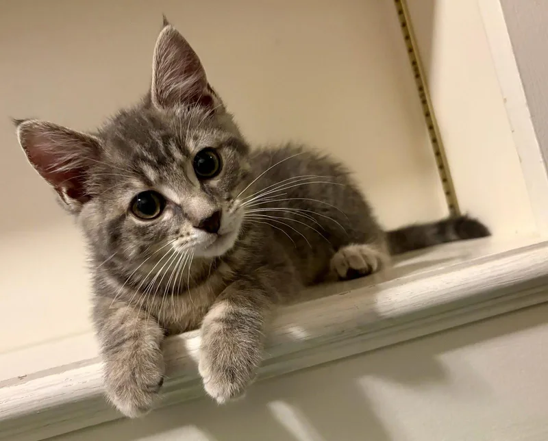 A young medium-sized female Domestic Short Hair cat named Bells for adoption in Lancaster, PA