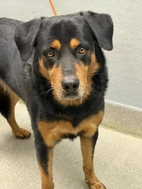 An adult medium-sized male Rottweiler dog named Shawn Mendes for adoption in Las Vegas, NV