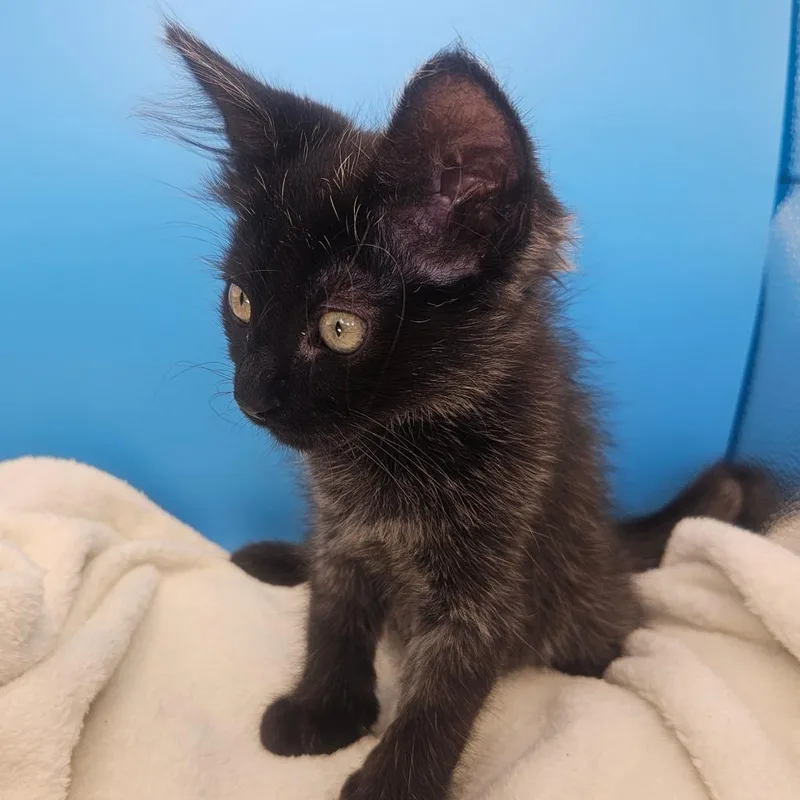 A baby small-sized female Black Domestic Medium Hair cat named Glory for adoption in Escondido, CA