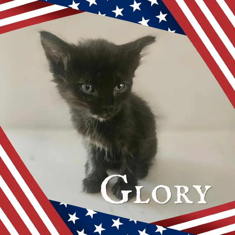 Glory thumbnail 5
