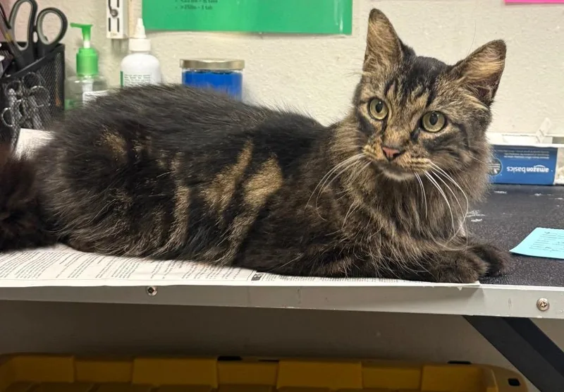 An adult medium-sized female Domestic Medium Hair cat named Solera for adoption in Sorrento, LA