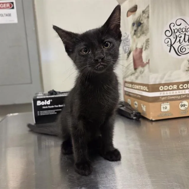 A baby small-sized male Domestic Short Hair cat named Cedar for adoption in Ontario, CA