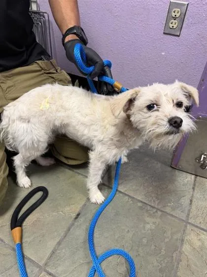 An adult small-sized female White / Cream Terrier dog named 60830857 for adoption in El Paso, TX