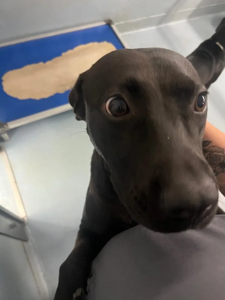 A young large-sized female Mixed Breed dog named Mama for adoption in Cartersville , GA