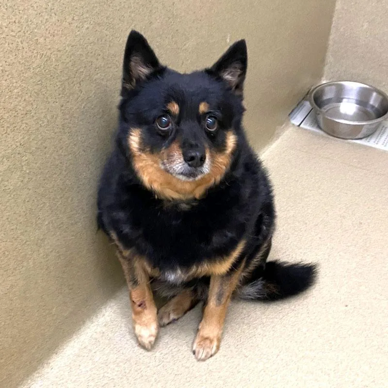 An adult small-sized male Tricolor (Brown, Black, & White) Pomeranian dog named Leo for adoption in Monroe, GA