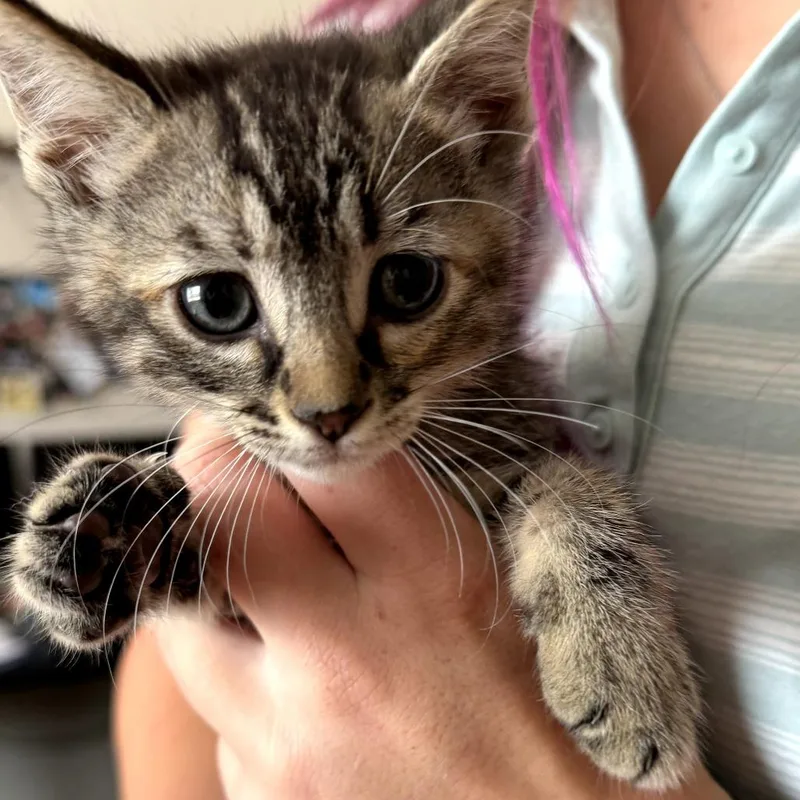 A baby small-sized female Brown / Chocolate Domestic Short Hair cat named Bugs for adoption in Long Beach, CA