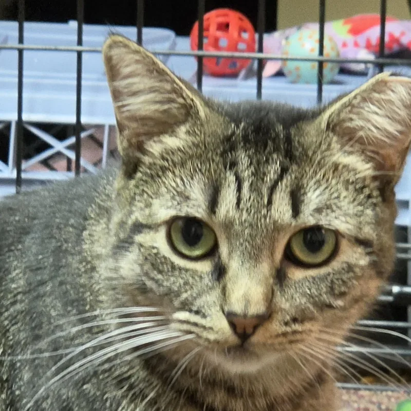 A young medium-sized female Tabby (Brown / Chocolate) Domestic Short Hair cat named Emmie for adoption in Parlin, NJ