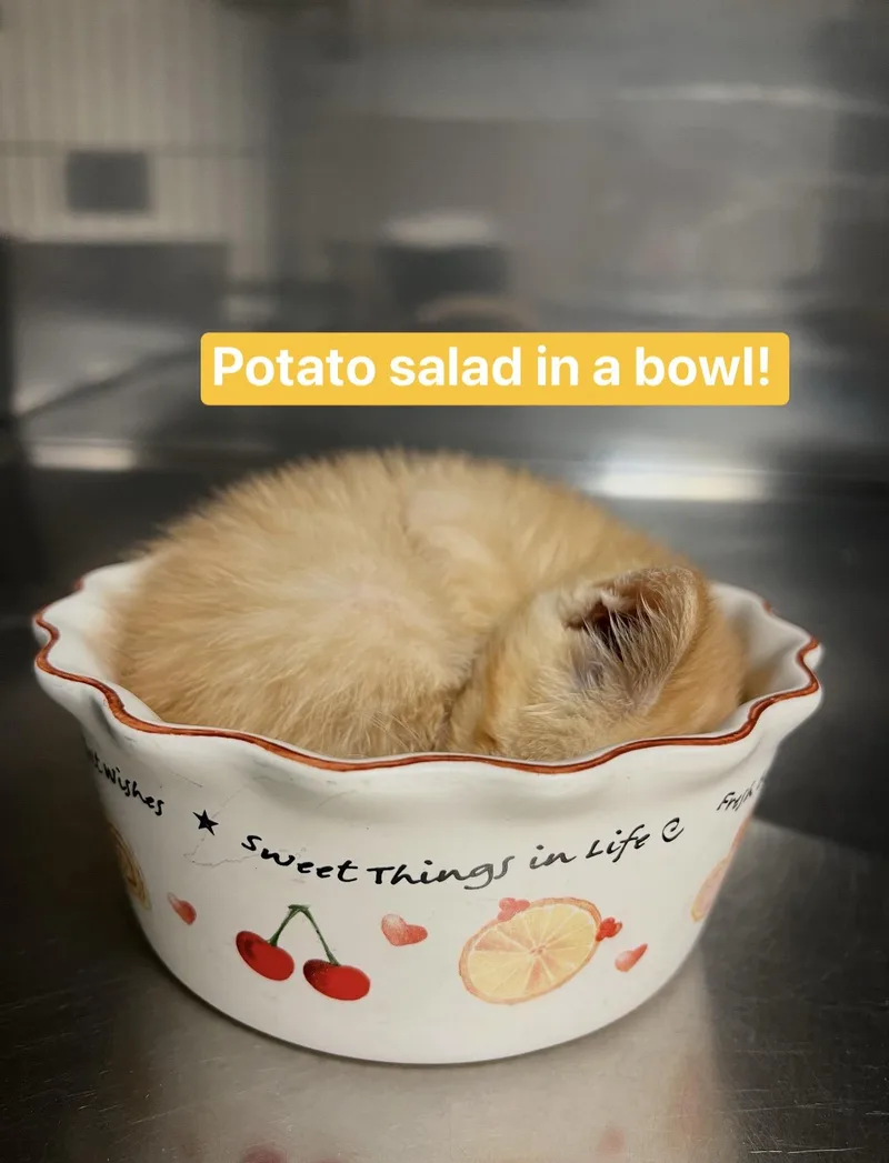 A baby medium-sized female Tabby (Orange / Red) Domestic Short Hair cat named Potato Salad for adoption in Montville, NJ