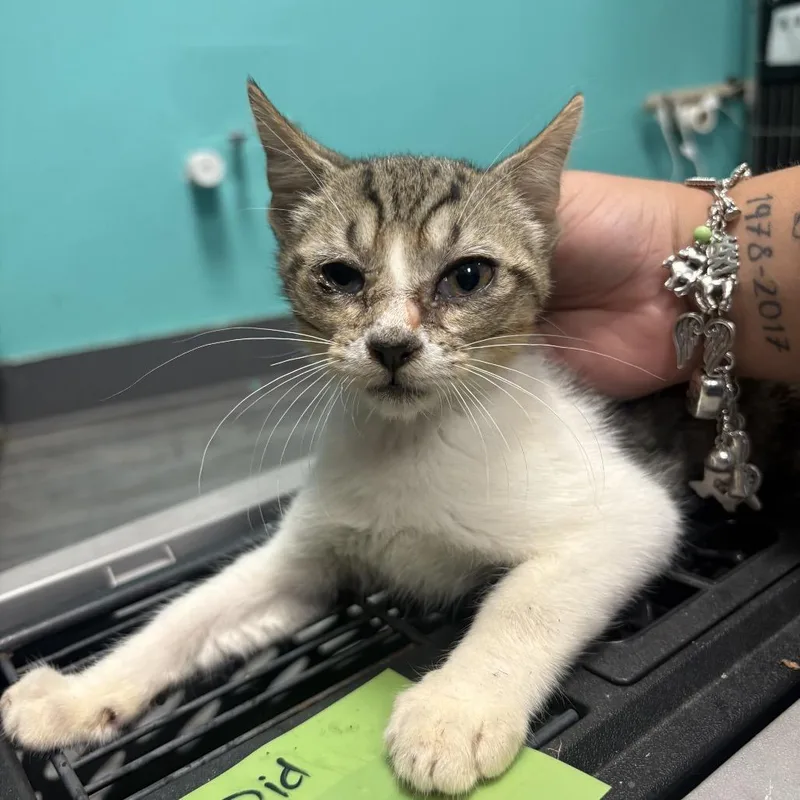 A baby small-sized male Domestic Short Hair cat named Koko for adoption in Lake Jackson, TX