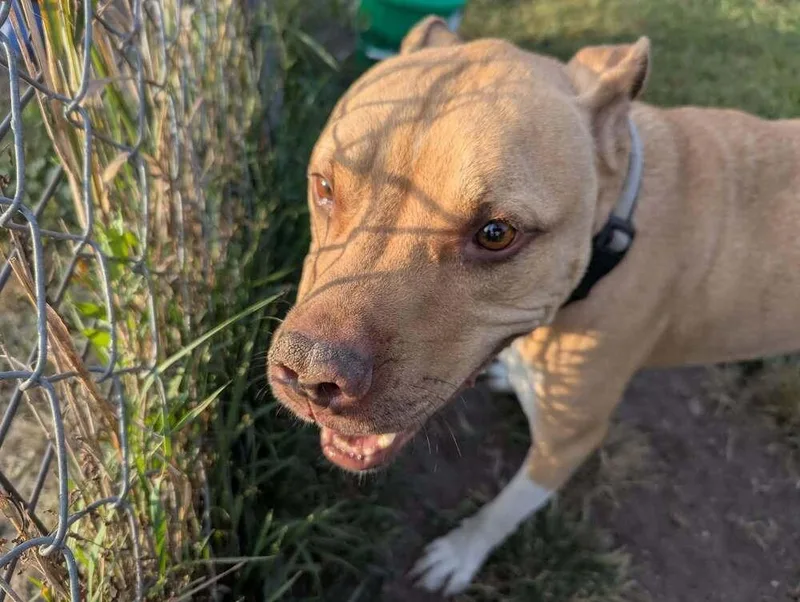 Stallone thumbnail 2