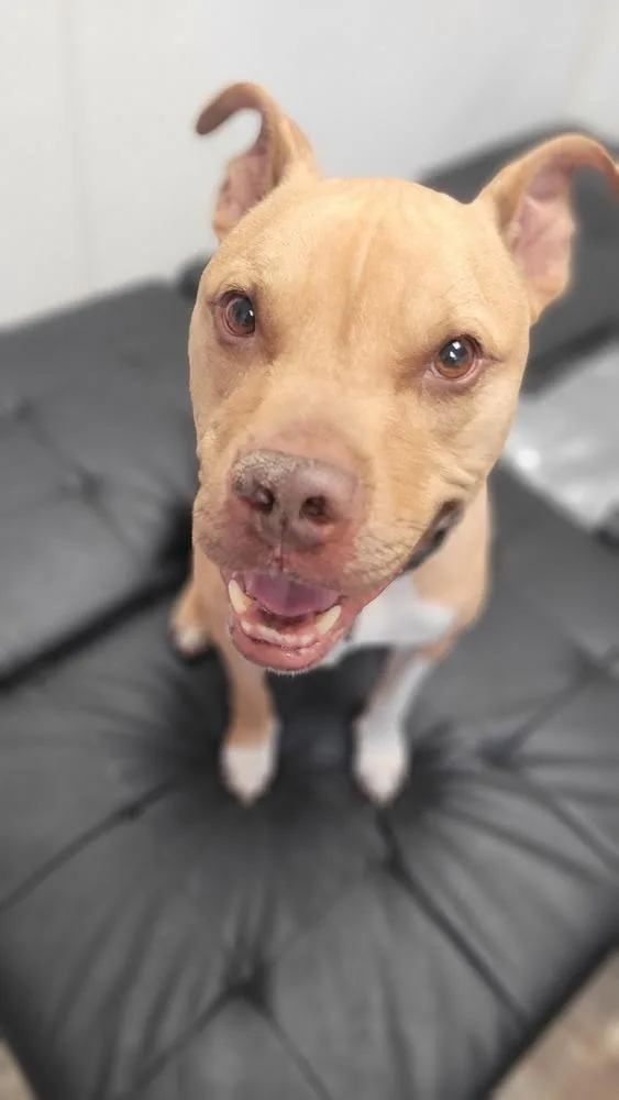 Stallone thumbnail 3