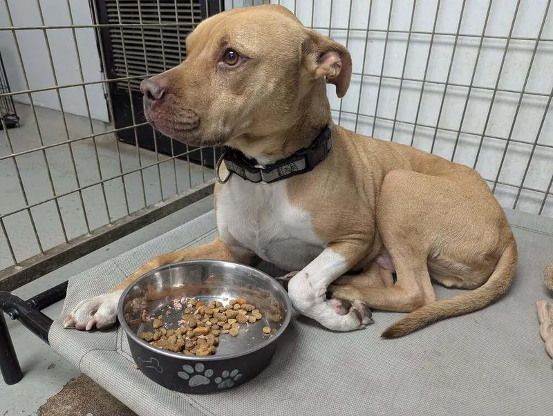 Stallone thumbnail 4