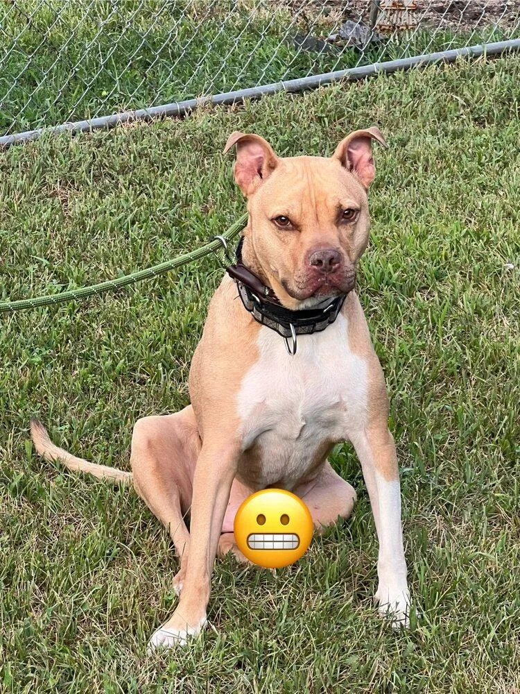 Stallone thumbnail 5