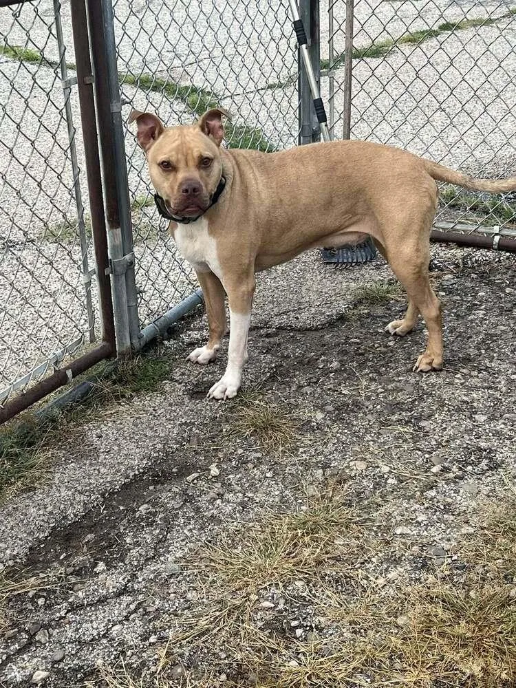 Stallone thumbnail 6