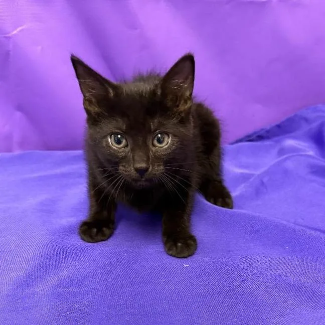 A baby small-sized female Black Domestic Short Hair cat named Uzo for adoption in North Myrtle Beach, SC