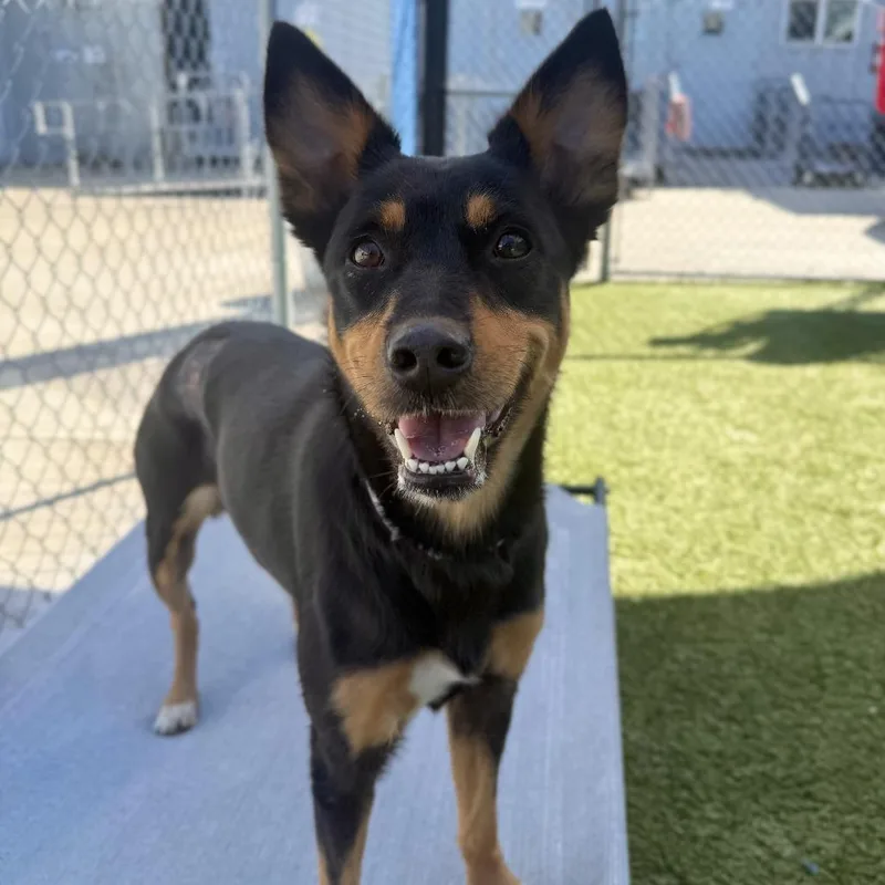 An adult medium-sized female Yellow / Tan / Blond / Fawn Australian Kelpie dog named Robin for adoption in Hawthorne, CA