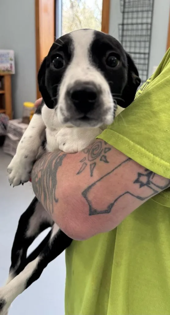 A baby small-sized female Mixed Breed dog named Willow for adoption in Lawrenceburg, TN