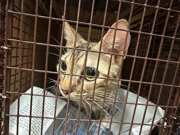 An adult small-sized female Domestic Short Hair cat named Darjeeling Tea for adoption in Austin, TX