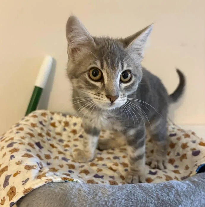 A baby medium-sized female Tabby (Gray / Blue / Silver) Domestic Short Hair cat named Sophie for adoption in Sequim, WA