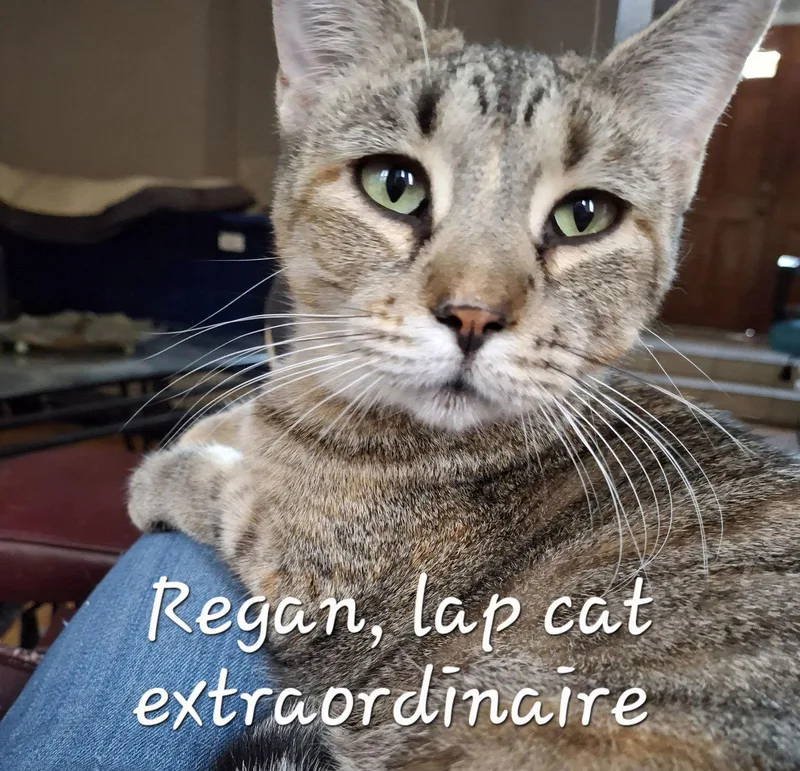 Reagan Carridequeen thumbnail 2