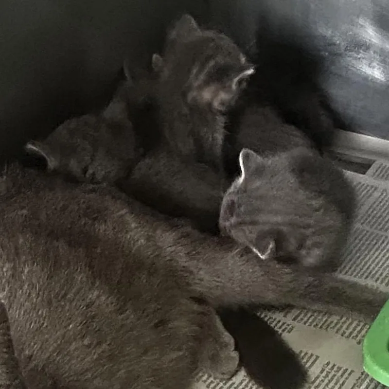 A baby small-sized female Gray / Blue / Silver Domestic Short Hair cat named Pepperoni for adoption in South Elgin, IL