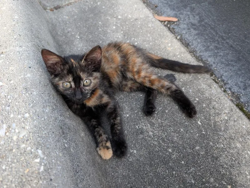 A baby medium-sized female Domestic Short Hair cat named Antheia for adoption in Florence, SC
