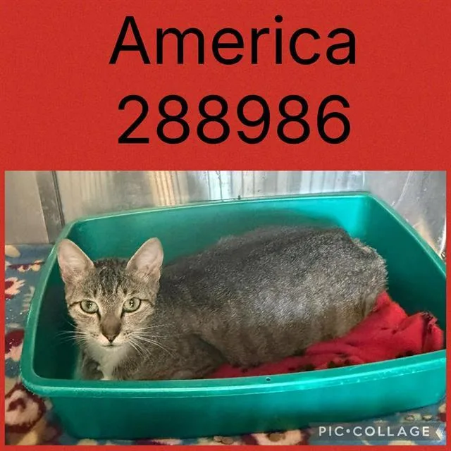 A young large-sized female Domestic Short Hair cat named America for adoption in Macon, GA