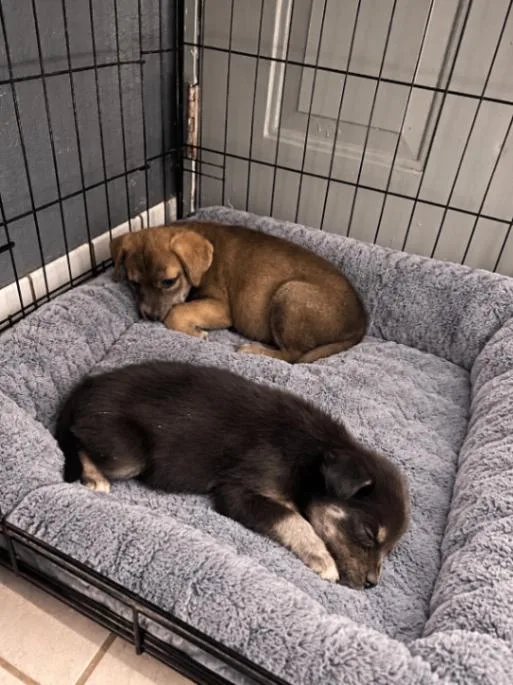A young medium-sized female Black Dachshund dog named Penelope for adoption in North Bend, WA