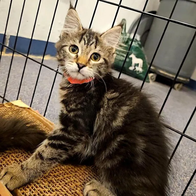 A baby small-sized female Brown / Chocolate Domestic Short Hair cat named Cinco for adoption in Lakewood, CO